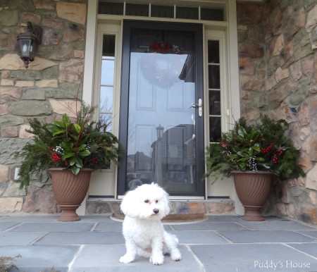 Christmas - Puddy on porch with greenery in urns