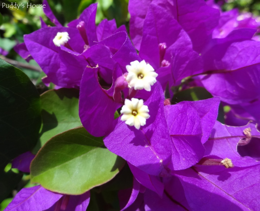 The conclusion of our Curacao Trip Puddy's House