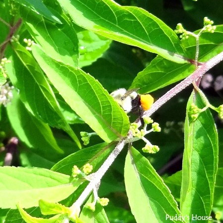 Nature - bee on beautyberry bush