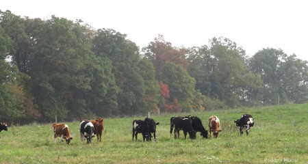 Tractor Ride - cows in field