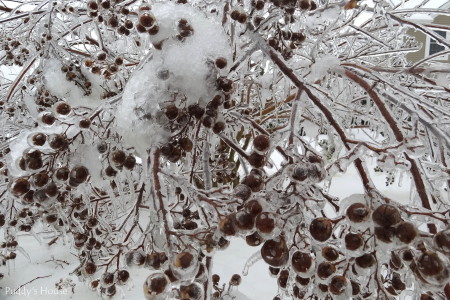 winter landscape - icy crape myrtle berries up close