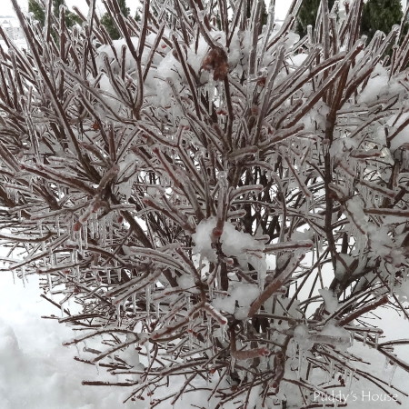 winter landscape - icy fire bush close up