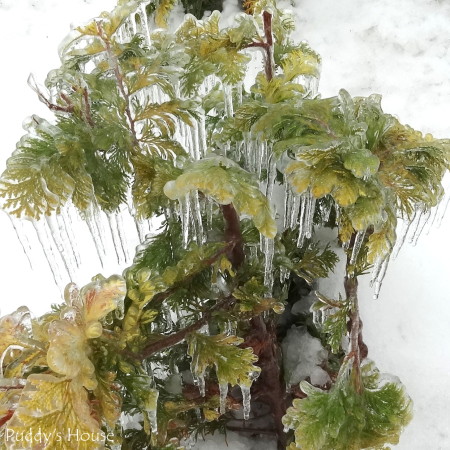 winter landscape -icy golden cypress2