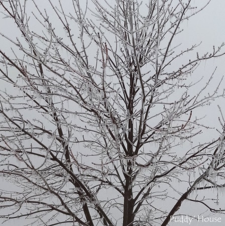 winter landscape - maple tree