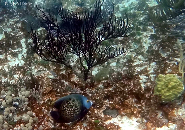 Mexico - Akumal snorkeling angelfish
