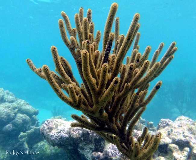 Mexico - Akumal snorkeling coral