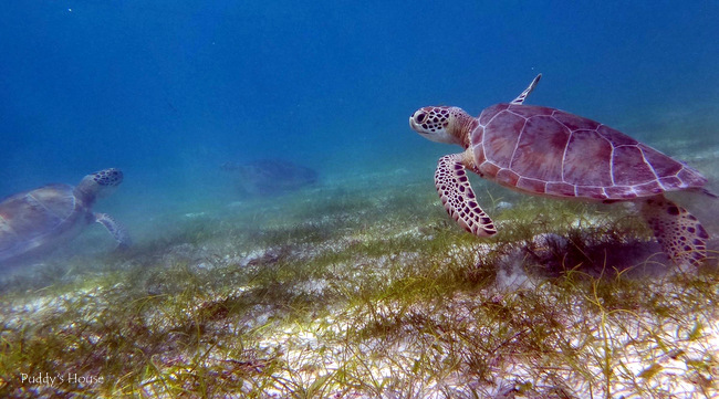 Mexico- Akumal snorkeling turtles
