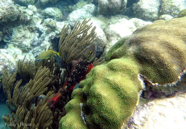 Mexico - akumal snorkeling coral and fish