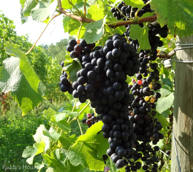 Finger Lakes - grapes on the vines